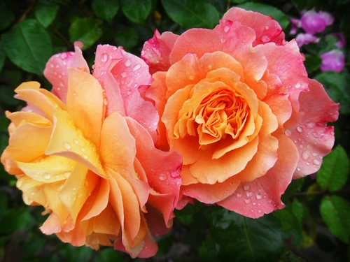 цветок, цветы, роза, крупный план, розовый, розовые, оранжевый, оранжевые, зеленый, зеленые, роса, розы