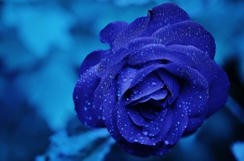 цветок, цветы, роза, крупный план, синий, синие, голубой, голубые, роса
