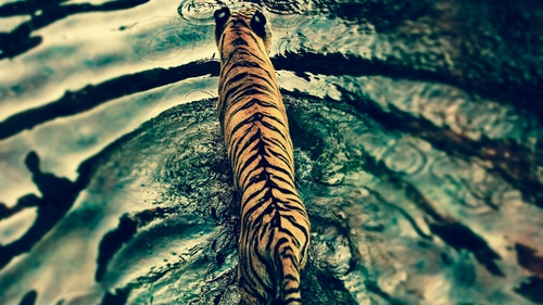 тигр, волны, фотография, коричневые, черные