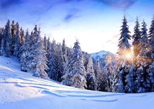 небо, солнце, лес, ели, снег, зима, гора, склон, голубые, серые