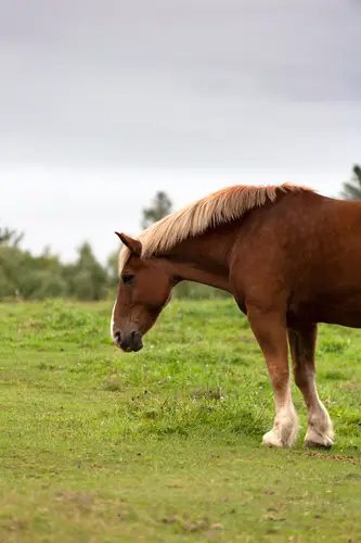 лошадь, конь, поле, животные, природа, рыжая, зеленые,коричневые