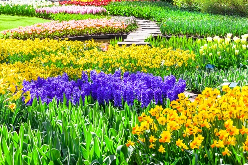 поле, сад, цветы, фиолетовые, зеленые, желтые, природа