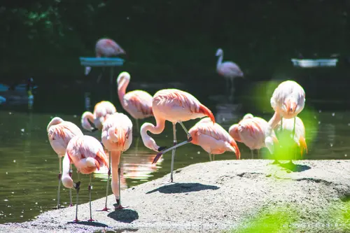 природа, пруд, озеро, фламинго, розовый фламинго, зеленый, розовый, серый, зеленые, розовые, серые, птица, птицы