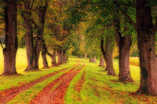 Осенний лес, лес, тропа, тропинка, аллея, деревья, зеленый, зеленые, салатовый, салатовые, коричневый, коричневые