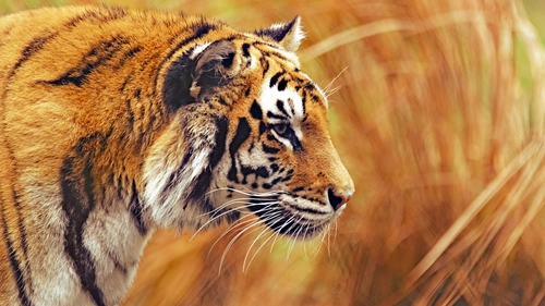 природа, животное, тигр, хищник, полосы, чёрные, ораньжевые, трава