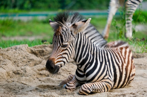 зебра, звери, животные, дикие, детеныш, черные, белые, зеленые