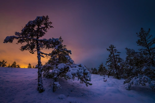 дерево, склон, снег, зиме, фиолетовые, черные