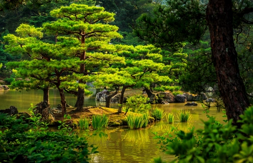бонсай, япония, парк, деревья, зеленые, коричневые
