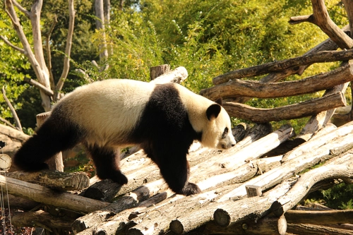 панда, азия, дерево, животные, белые, коричневые, черные