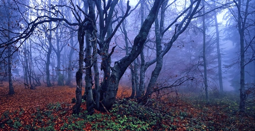 лес, мрачный лес, туман, деревья, осень, осенний лес, красный, красные, зеленый, зленые, серый, серые