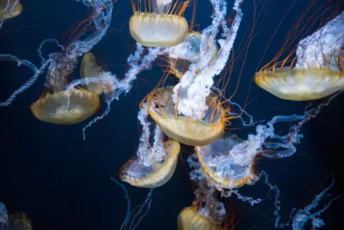 медуза, медузы, подводный мир, подводное царство, абстракция, желтые, синие