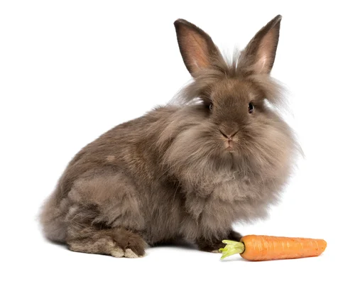 животные, кролик, морковь, пушистый мех, коричневые, оранжевые