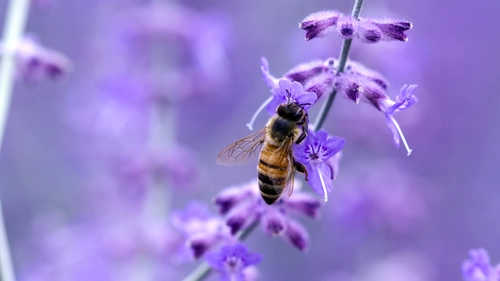 пчела, фиолетовые, желтые, цветок, трава, луг