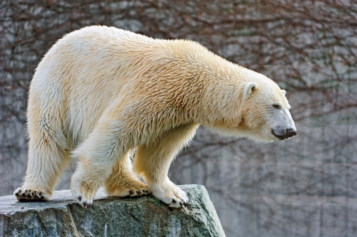 полярный медведь, север, белые, животные, серые