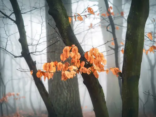 осень, листья, деревья, ветки, туман, лес, оранжевые, коричневые, серые