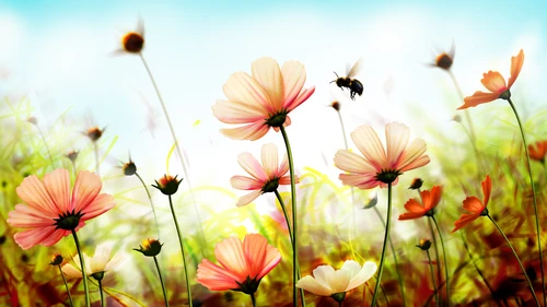 поле, небо, растения, цветы, пчела, голубые, розовые, зелёные