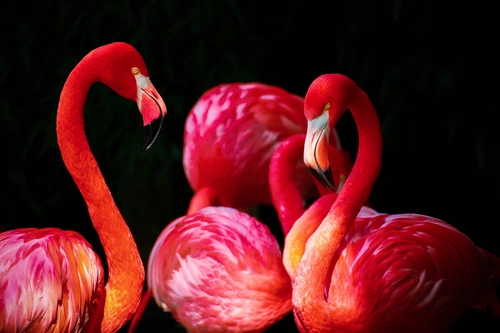 фламинго, розовый фламинго, птица, оранжевый, оранжевые, черный, черные, розовый, розовые, птицы