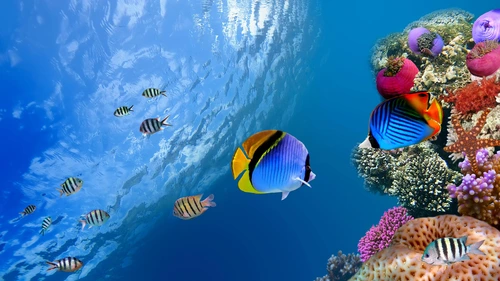 рыбы, тропики, океан, дно, синие, оранжевые, желтые