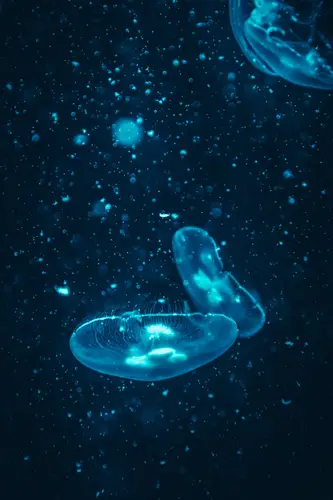 медузы, абстрактные, подводный мир, темные, синие, голубые