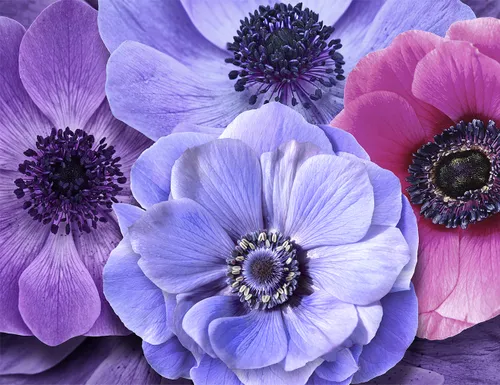 3d, 3д,  цветы, цветок, розовый, голубой, фиолетовый, лепестки, тычинки
