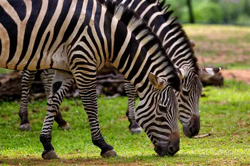 зебры, животные, трава, природа, звери, черные, белые, зеленые