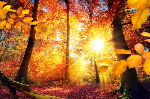 природа, лес, осень, листья, деревья, оранжёвые, красные
