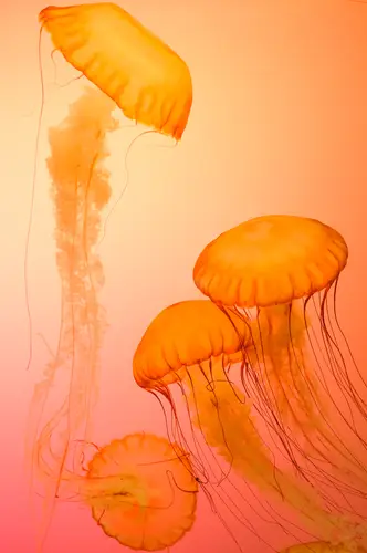 медуза, медузы, подводный мир, подводное царство, абстракция, оранжевые