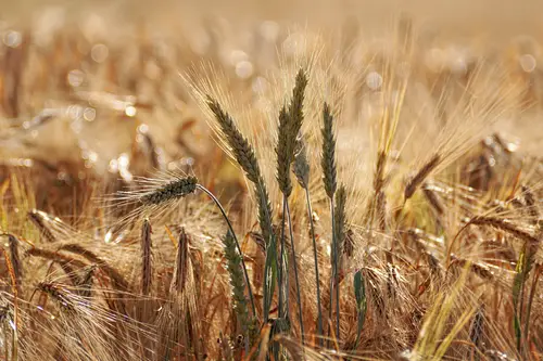 поле, пшеница, колосья, трава, растительность, бежевые