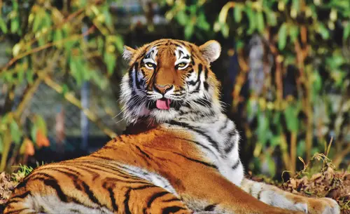 тигр, животные, зелень, деревья, белые, черные, зеленые, коричневые, оранжевые, зоопарк, природа