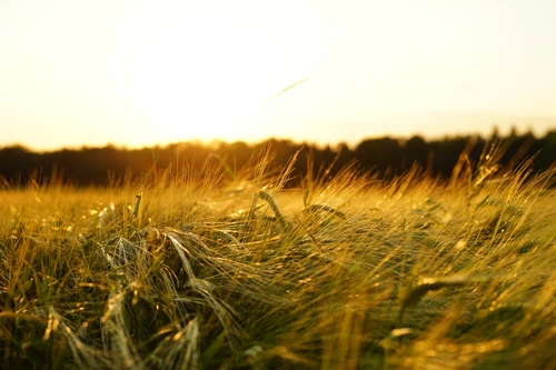 поле, колосья, пшеница, горизонт, желтые, коричневые, бежевые, белые