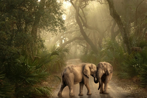 слон, слоны, животные, дикие, звери, джунгли, серые, бежевые, зеленые