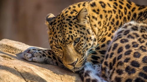 леопард, хищник, животные, большие кошки, коричневые
